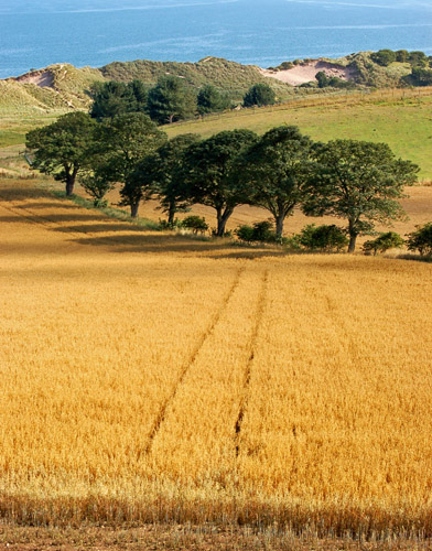 Field of Gold